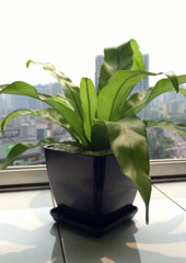 植物作品-鳥巢蕨