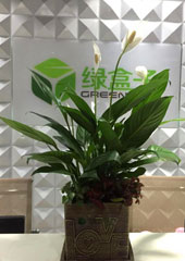 植物設(shè)計(jì)-白掌