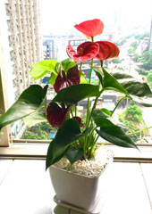 植物設(shè)計(jì)-紅掌
