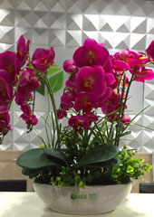 植物設(shè)計(jì)-藝術(shù)插花蝴蝶蘭