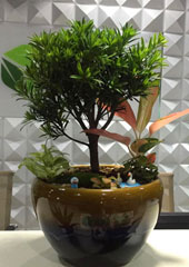 植物盆景設(shè)計(jì)搭配