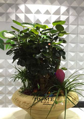 植物盆景設(shè)計(jì)搭配