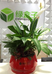 植物設(shè)計(jì)-白掌