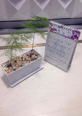 植物設(shè)計(jì)-文竹