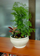 植物盆景設(shè)計(jì)搭配