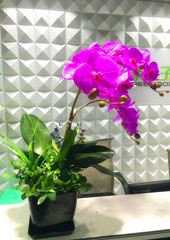 植物設(shè)計(jì)作品-蝴蝶蘭搭配