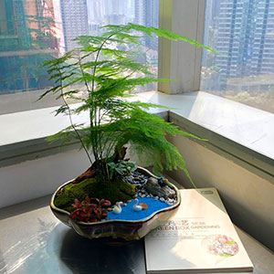 植物設(shè)計(jì)作品-文竹