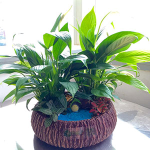 植物設(shè)計(jì)-白掌