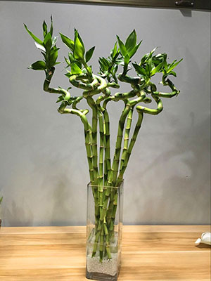 植物設(shè)計(jì)作品-轉(zhuǎn)運(yùn)竹