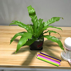 植物設(shè)計(jì)作品-鳥巢蕨