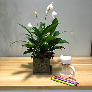 植物設(shè)計(jì)作品-白掌