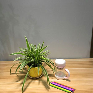 植物設(shè)計(jì)作品-金邊蘭