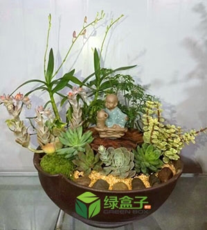 創(chuàng)意盆栽