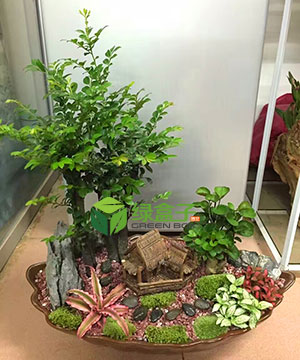 綠盒子創(chuàng)意盆栽