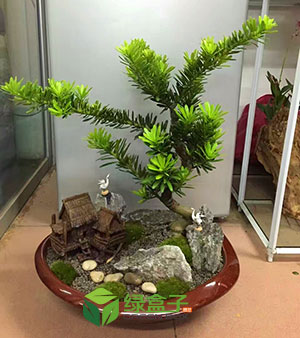 綠盒子創(chuàng)意盆栽