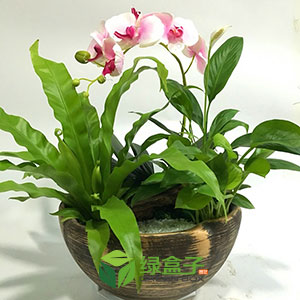 綠盒子創(chuàng)意盆栽