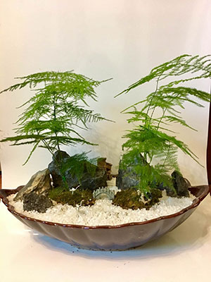 重慶創(chuàng)意盆栽