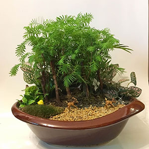 重慶植物創(chuàng)意盆栽