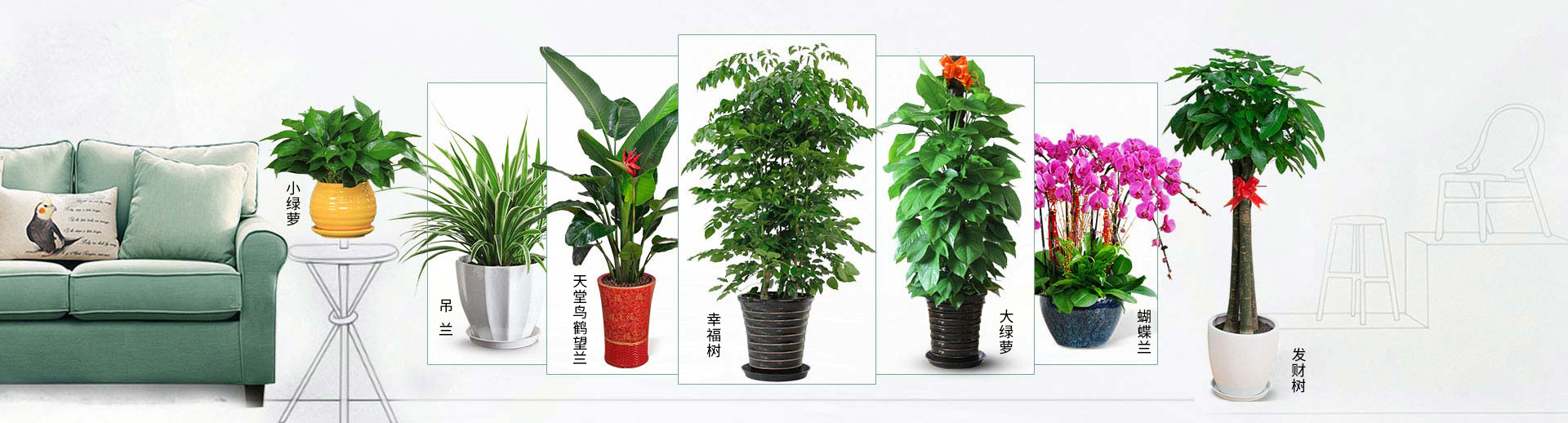 綠盒子常規(guī)植物