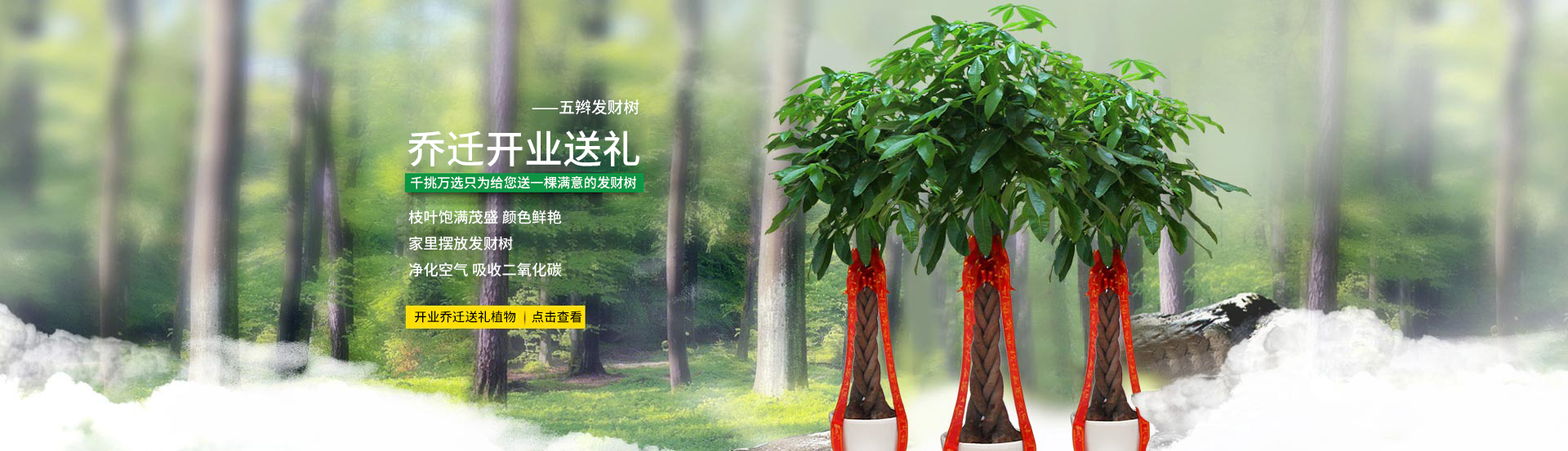 五編發(fā)財(cái)樹植物出租