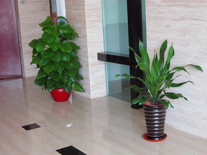 重慶植物租賃 重慶植物租賃
