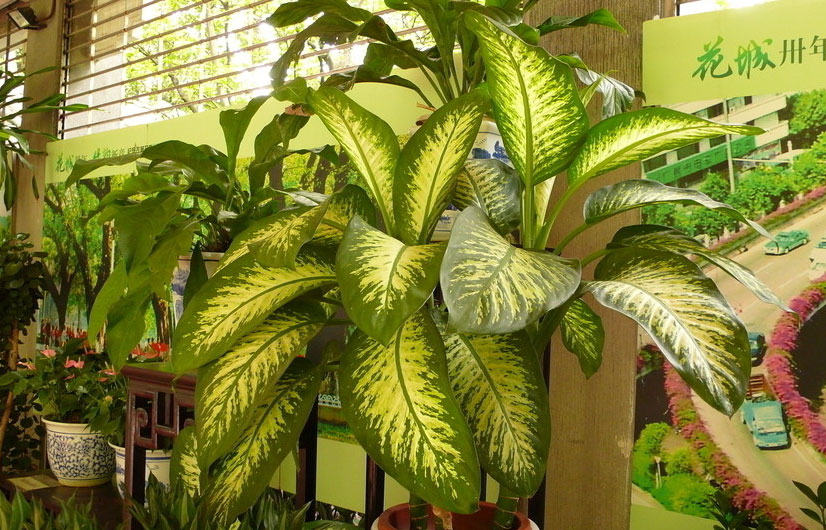 重慶植物租賃 重慶植物租賃