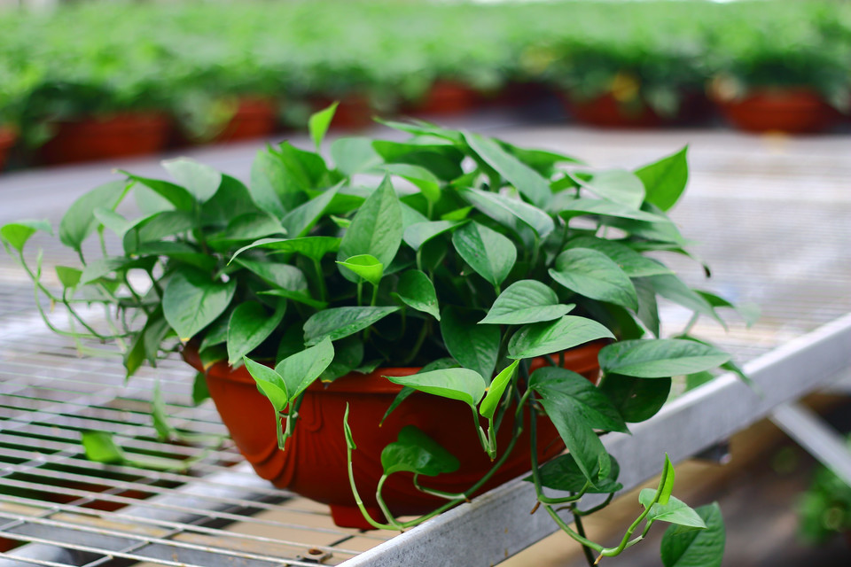 重慶植物租賃 重慶植物租賃