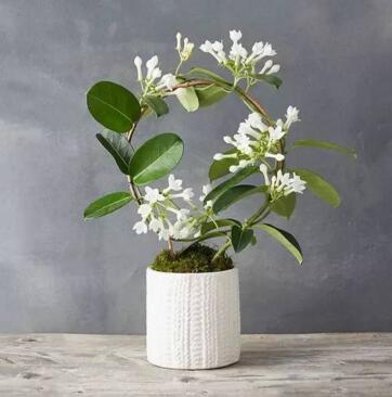 重慶植物租賃介紹茉莉花的養(yǎng)殖方法和注意事項(xiàng)