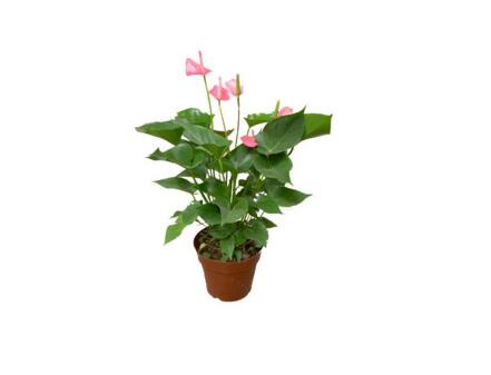 家庭紅掌的養(yǎng)殖方法和注意事項(xiàng)