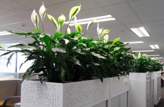 辦公室花卉租賃的好處
