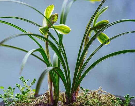 辦公室植物租擺蘭花養(yǎng)護(hù)技巧