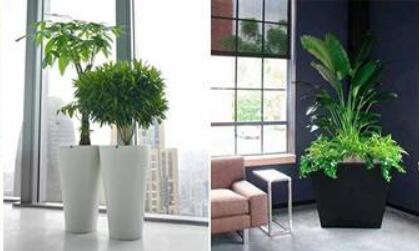 渝北植物租賃哪家公司好