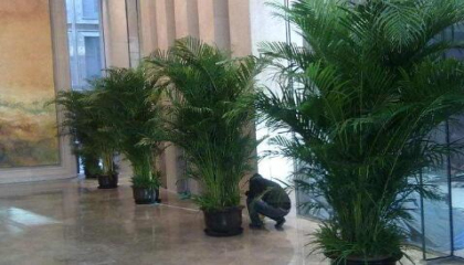辦公室植物租賃的選擇需要參考哪些方面