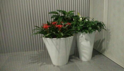 租賃擺放綠植的好處
