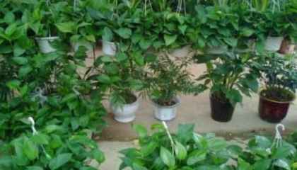 重慶辦公室植物租賃選擇,何種植物最適合上班族