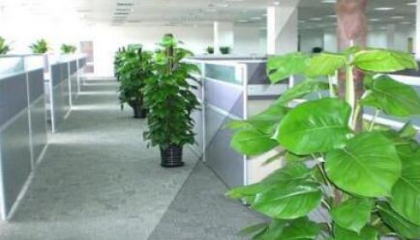重慶辦公室植物租賃選擇,何種植物最適合上班族