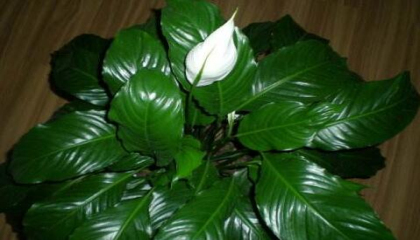 重慶辦公室植物租賃如何選植物,重慶植物租賃，重慶植物租擺