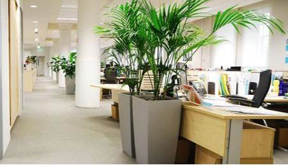 綠植租擺公司哪家好，重慶植物租賃公司