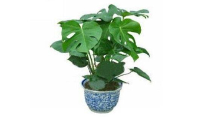 綠植租擺公司哪家好，重慶植物租賃公司