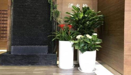解放碑租植物哪家好,解放碑植物租賃選擇哪家公司性價(jià)比高