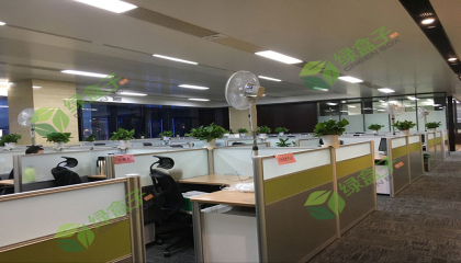解放碑公司植物租賃植物推薦