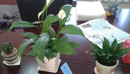 重慶植物租賃,重慶租綠蘿哪家好