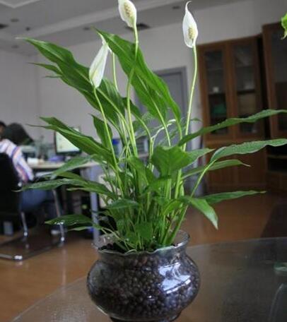 重慶租植物,白掌怎么養(yǎng)殖