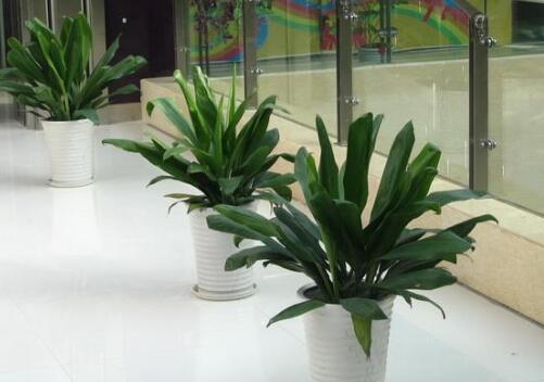 植物租擺環(huán)境特點(diǎn)