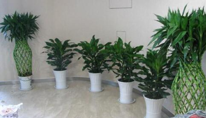 照母山植物租擺選擇哪家好,為什么選擇它好