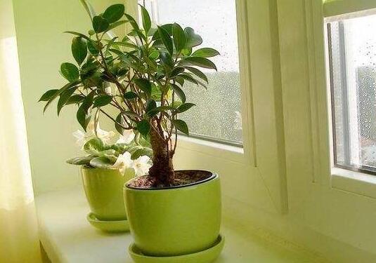 植物租賃.jpg