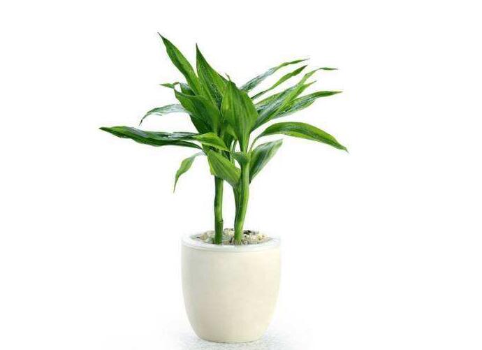 辦公室植物租賃.jpg