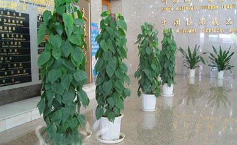 植物租賃.png