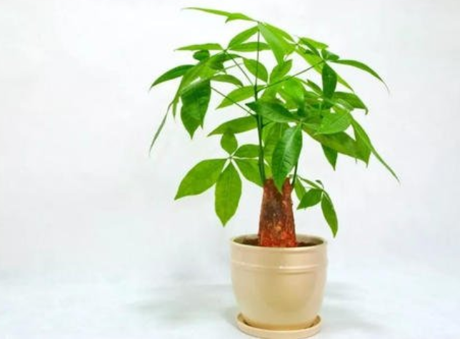 發(fā)財(cái)樹(shù).png