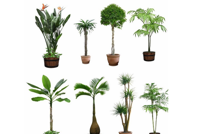 室內(nèi)植物.png